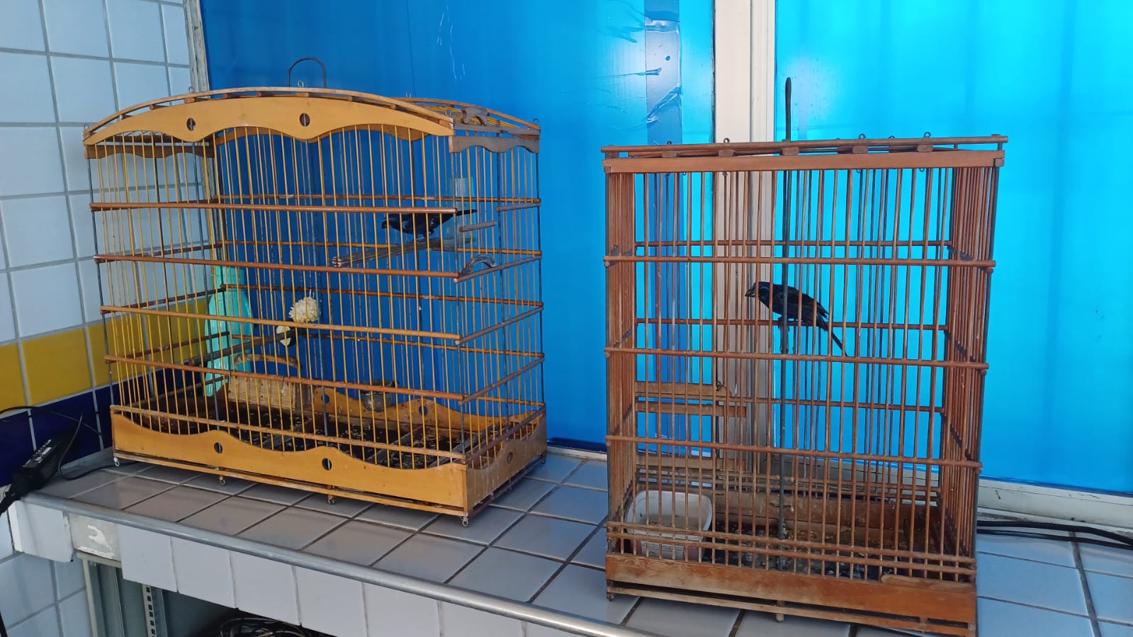 PRF apreende animais em deslocamento para BR-232