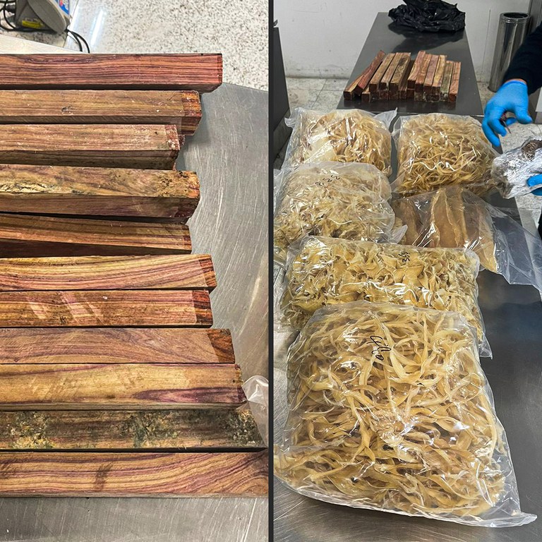 Operação retém 32 kg de fauna ameaçada no aeroporto de Guarulhos-SP