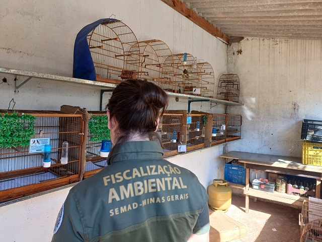 SEMAD-MG apreende mais de 110 aves em cativeiros ilegais