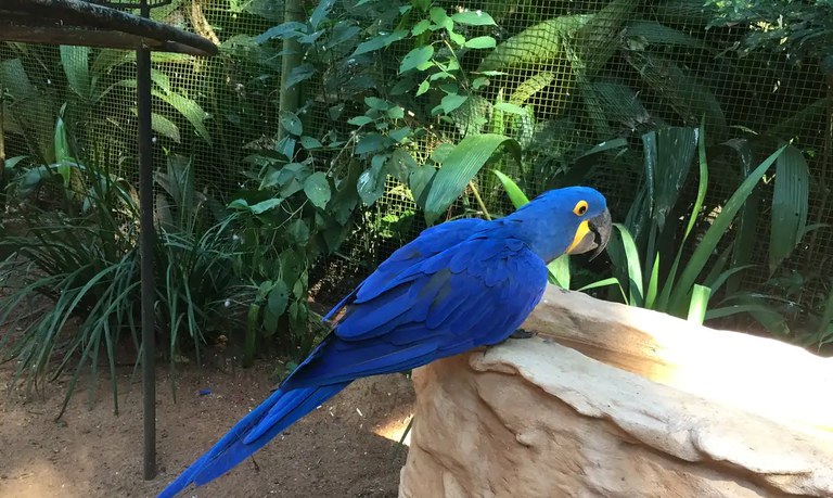 México libera a importação de aves brasileiras para exibição e reprodução