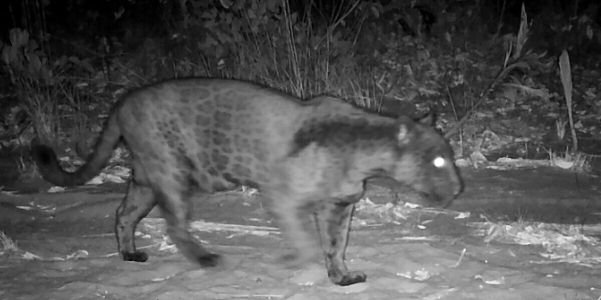 Pela primeira vez, o Parque Estadual goiano registra imagem de onça-pintada