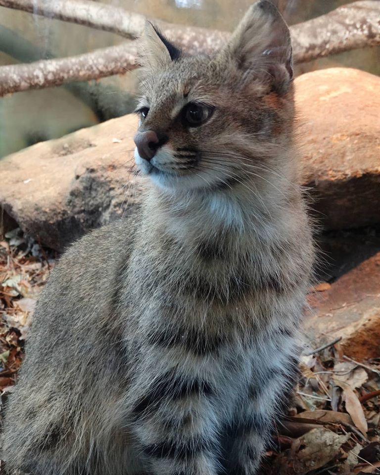 CETAS-RS encontra outro espécime do gato-palheiro-pampeano, felino mais raro do mundo