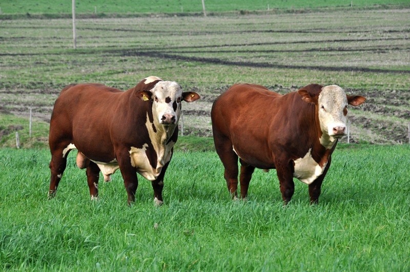 Encerrado período de declaração de rebanho com 81% entregues segundo SEAPI.