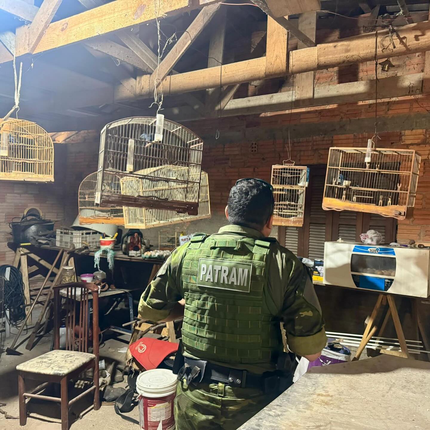 Batalhão Ambiental apreende 52 pássaros mantidos em cativeiro ilegal