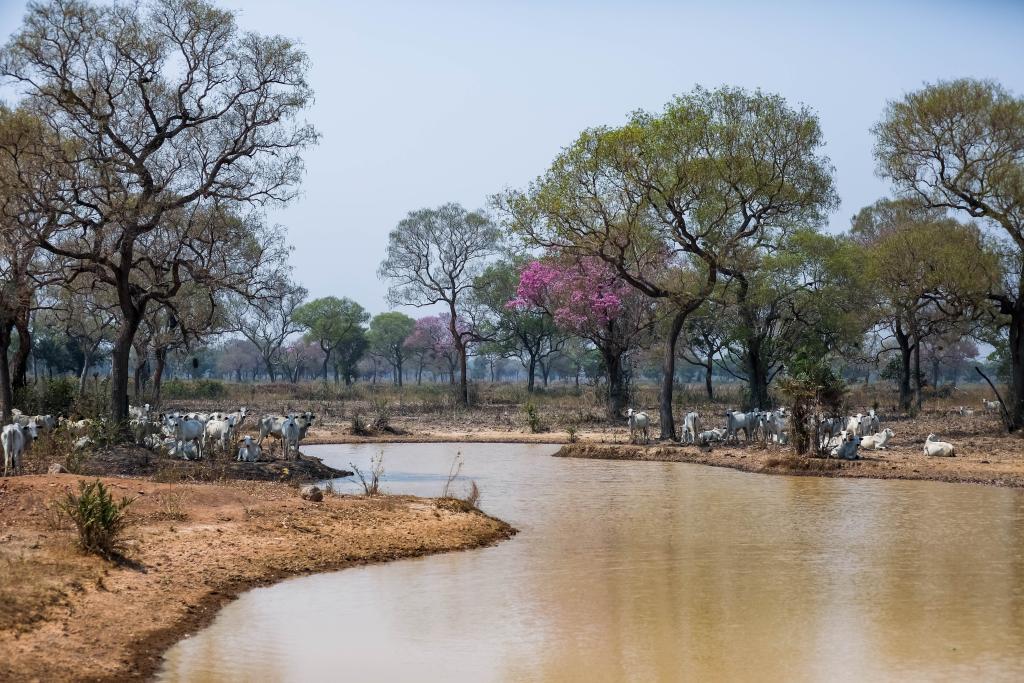 Especialistas da ABEMA afirmam que animais estão em boas condições apesar da seca no Pantanal