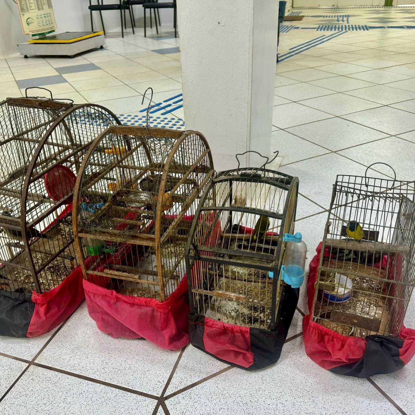 BABM-RS flagra pássaros em cativeiro no interior do estado