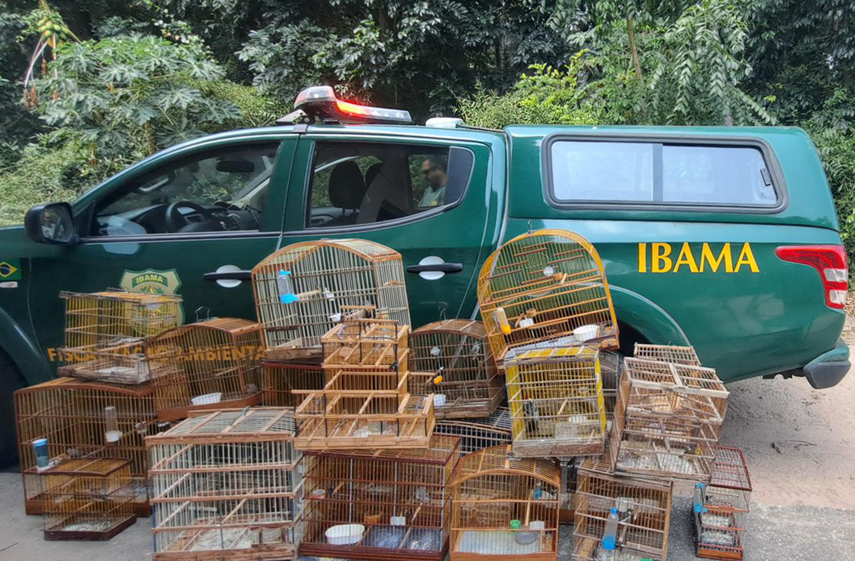 IBAMA realiza apreensão de 127 animais em operação focada no tráfico de animais silvestres