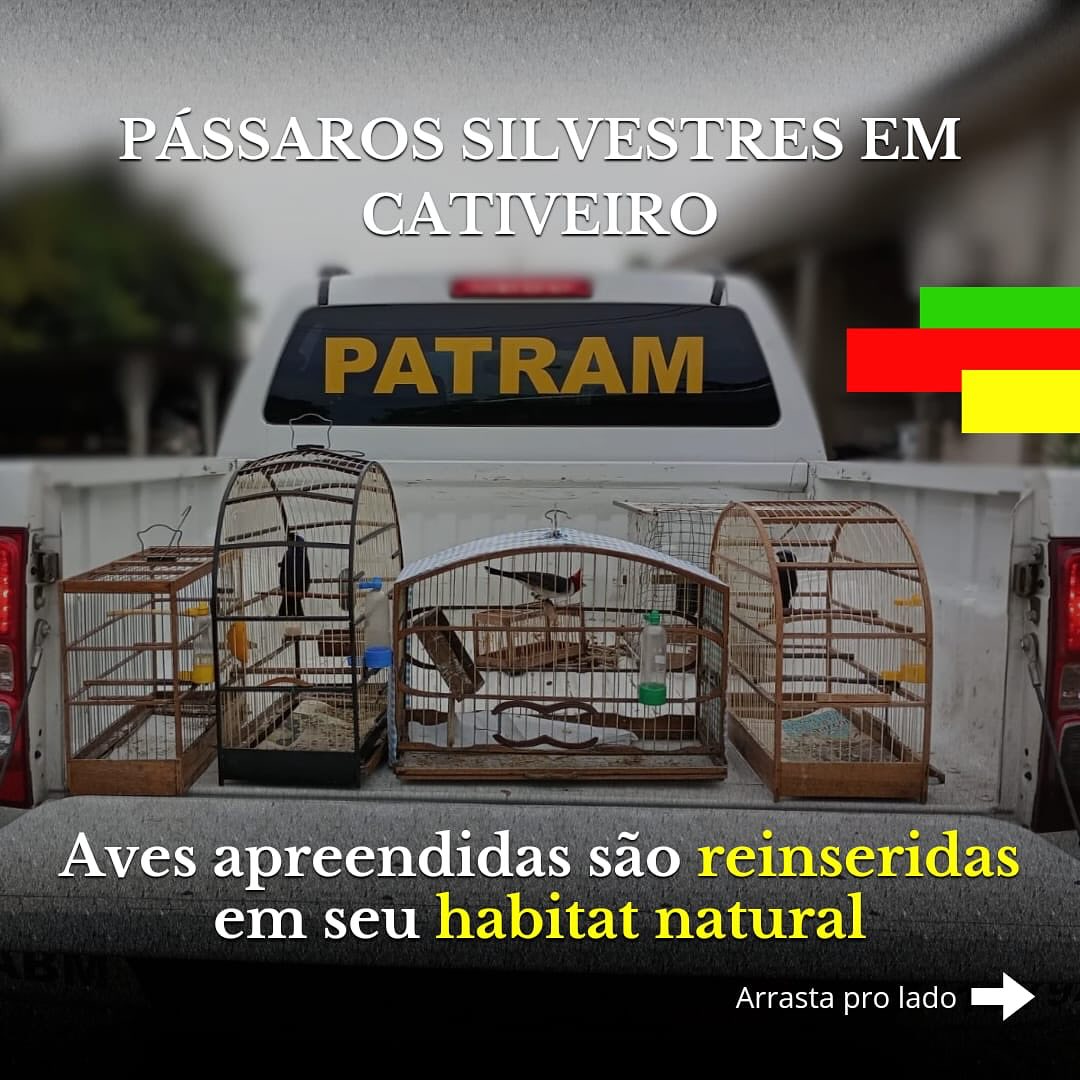 CABM apreende pássaros silvestres não cadastradas no Sispass na região metropolitana de Porto Alegre