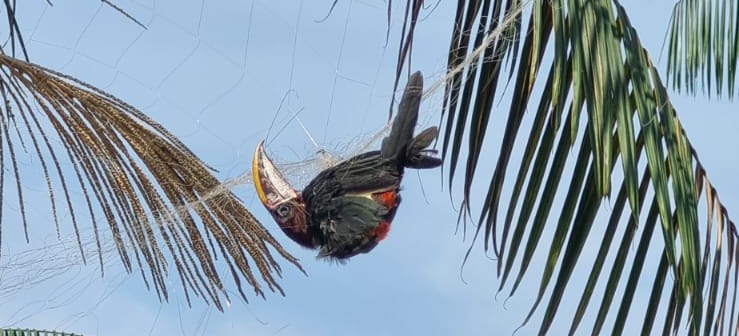 Ibama flagra 62 aves mortas em rede de pesca em propriedade rural no Amazonas