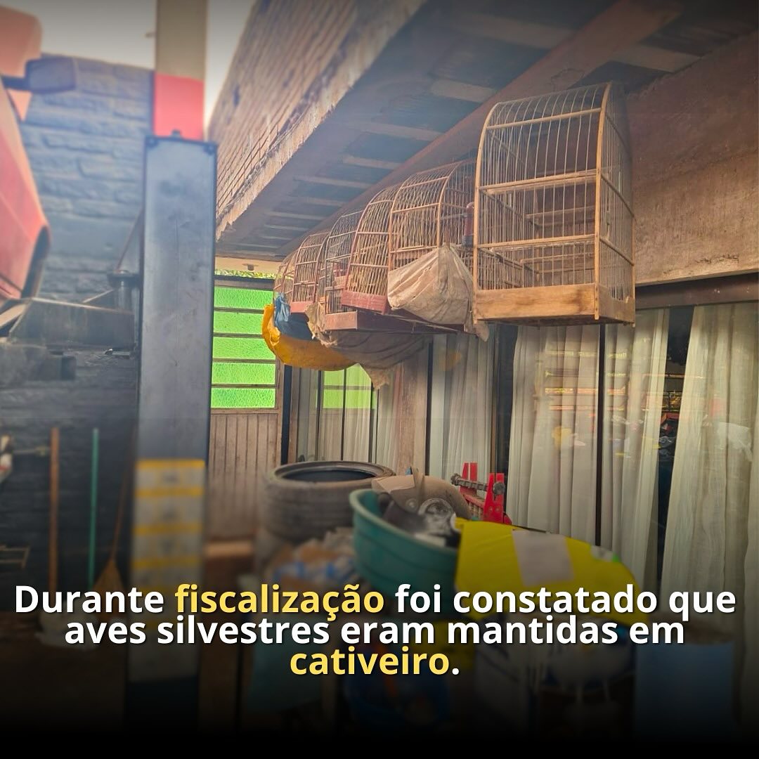 BM fiscaliza mecânica por poluição e encontra quatro aves irregulares