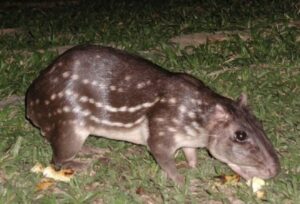 Criação de Pacas no Brasil: Entre a Lei Federal e a Autonomia dos Estados